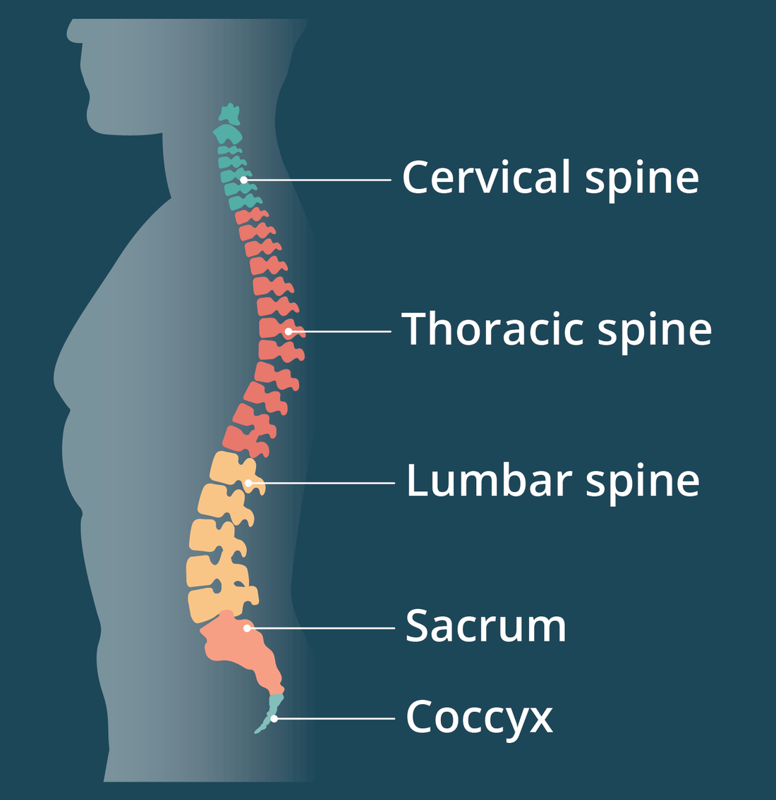 The Best Ergonomic Office Chairs for Back Pain in Australia - thegoodchairs